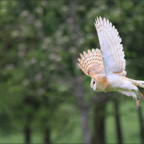 Barn owl flying