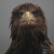 Great Eagle portrait looking untidy
