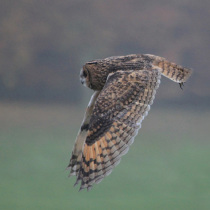 Owl flying with its head down