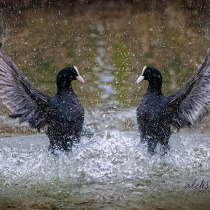Fighting Coots