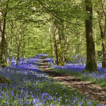 Path through the bluebells forest