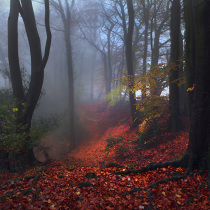 Fog In the Woods