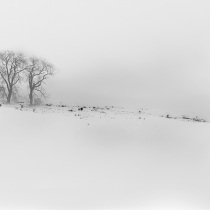 Two Trees On The Snowy Hill