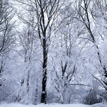 Three Trees in The Snow