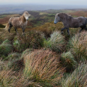 Welsh ponnies