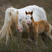 Mare and pony